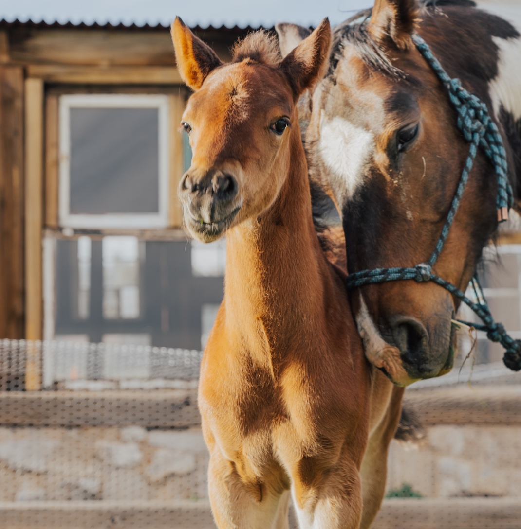 Young horse on the ranch path at dawn